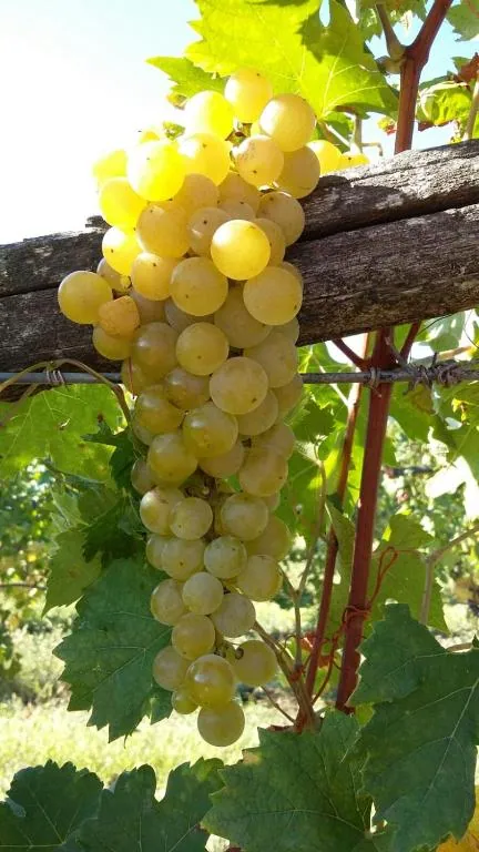 Uva delle vigne di Uva Matta a vendemmia