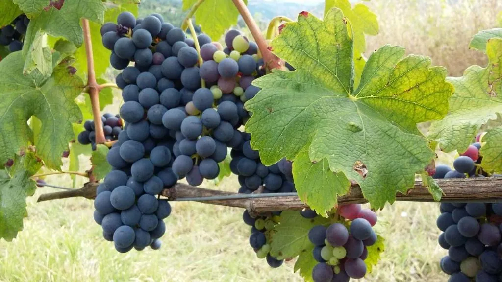 Le vigne di proprietà di Uva Matta sui Colli Piacentini
