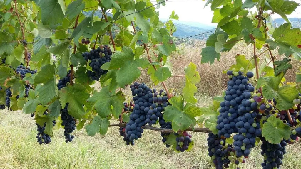 I filari delle vigne di Uva Matta in collina a Vigolzone