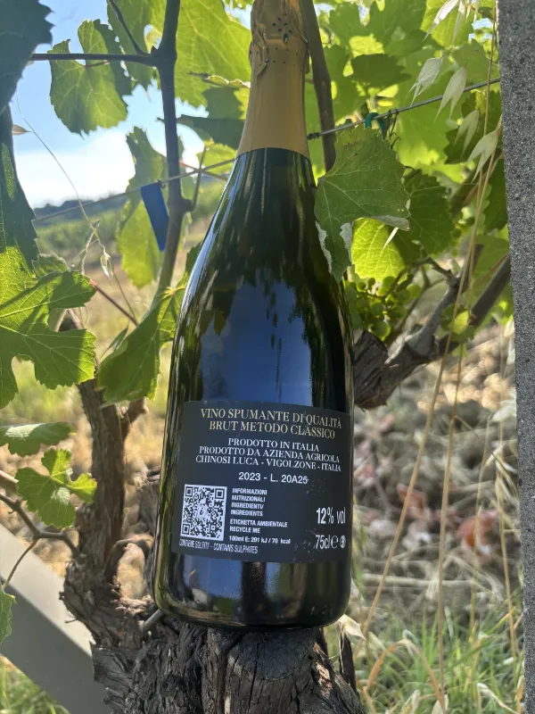 Spumante Metodo Classico Brut biologico di Uva Matta appoggiato tra le vigne