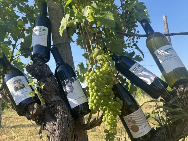 Bottiglie di vino biologico Uva Matta tra i filari, con un grappolo d'uva bianca