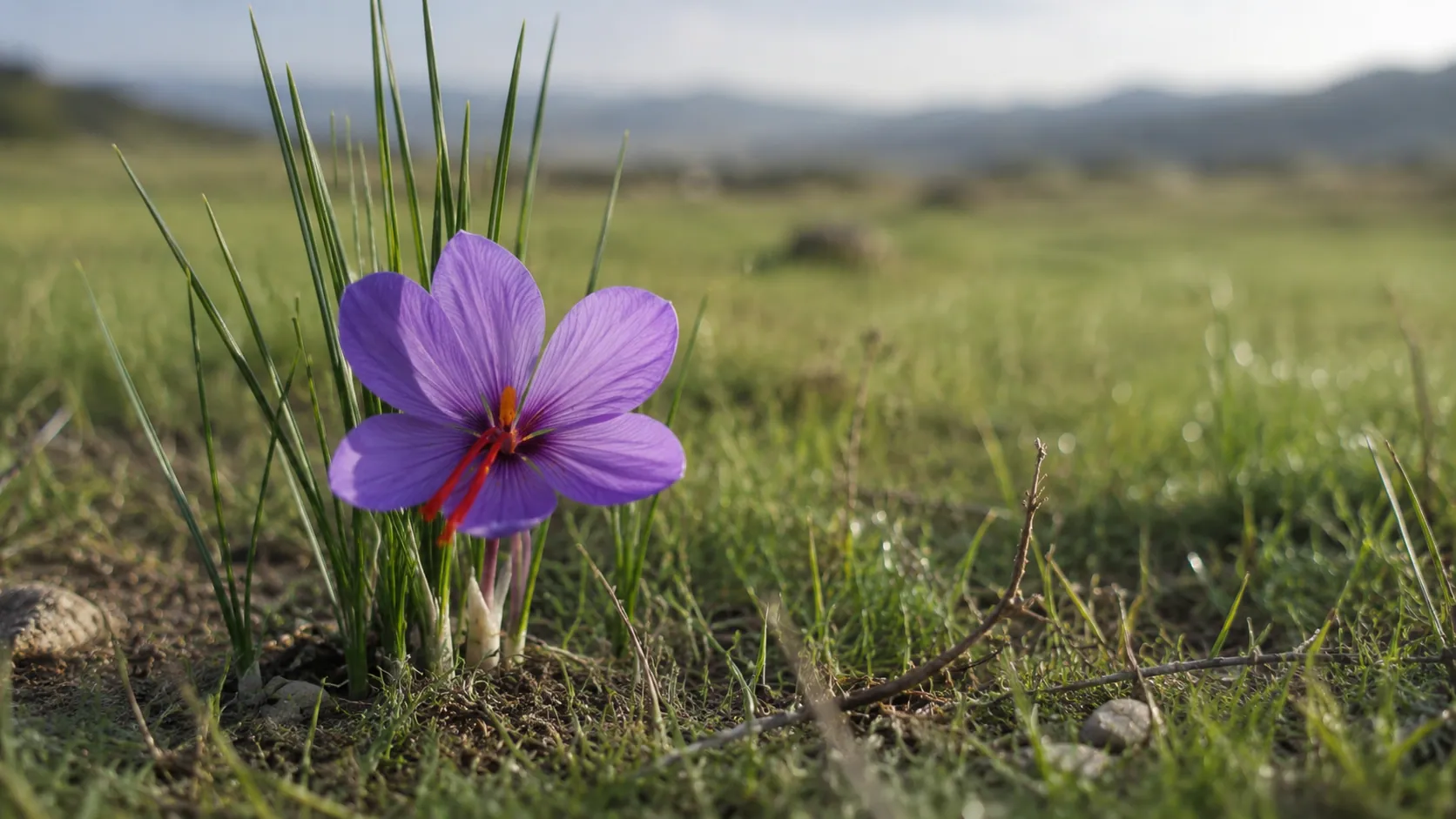 Il fiore di zafferano biologico Crocus sativus coltivato a Uva Matta