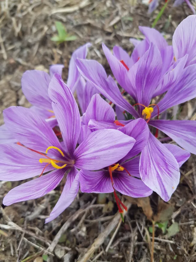 Il fiore di Crocus sativus con i tre stimmi rossi dello zafferano