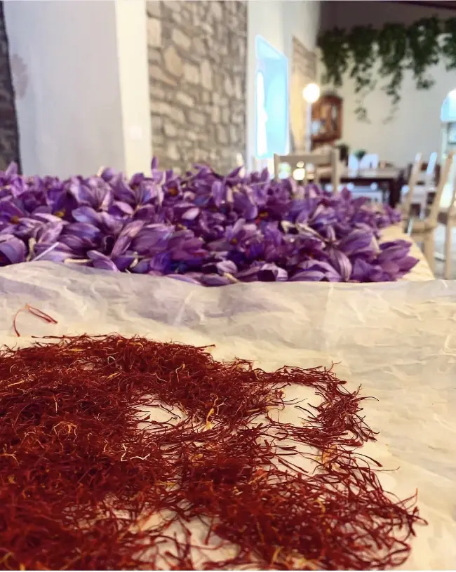 La mondatura a mano dello zafferano, stimma per stimma