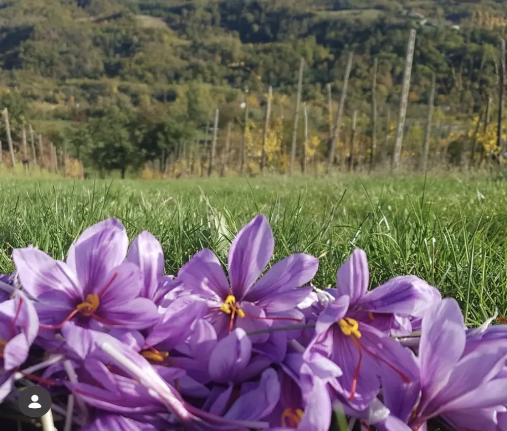 Il prato di zafferano biologico in fiore nei campi di Uva Matta a Vigolzone